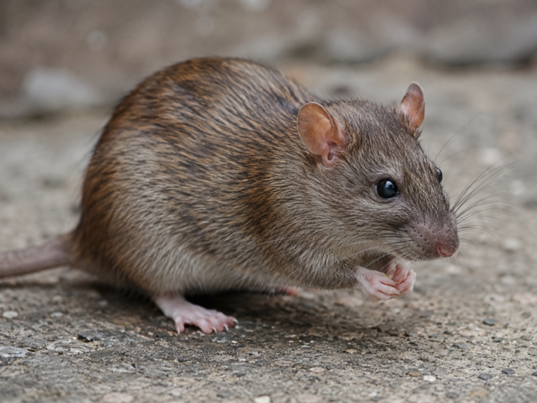 Rodent control and property safety improvement initiative | Rat Trap Experts, UK