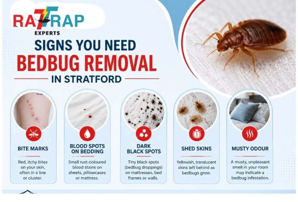 Signs You Need Bedbug Removal in Stratford | Rat Trap Experts 
