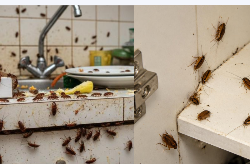Cockroach Removal in Woolwich: When Should You Call a Professional | rat trap experts