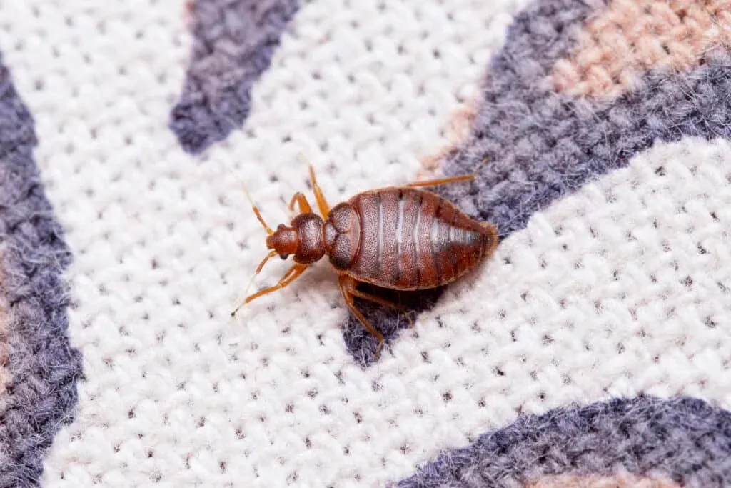 Bed bug control services in woolwich | Rat Trap Experts London