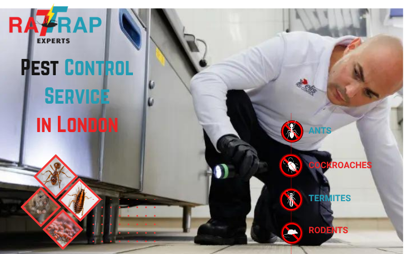 Pest Control Service in London by rat trap experts