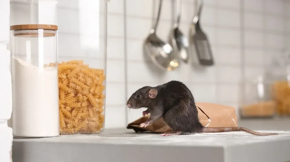 Rodent control services in woolwich | rat trap experts uk