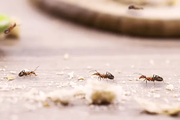 ants & insects control services in woolwich | by rat trap experts