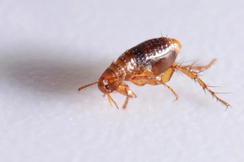 Flea control services in woolwich