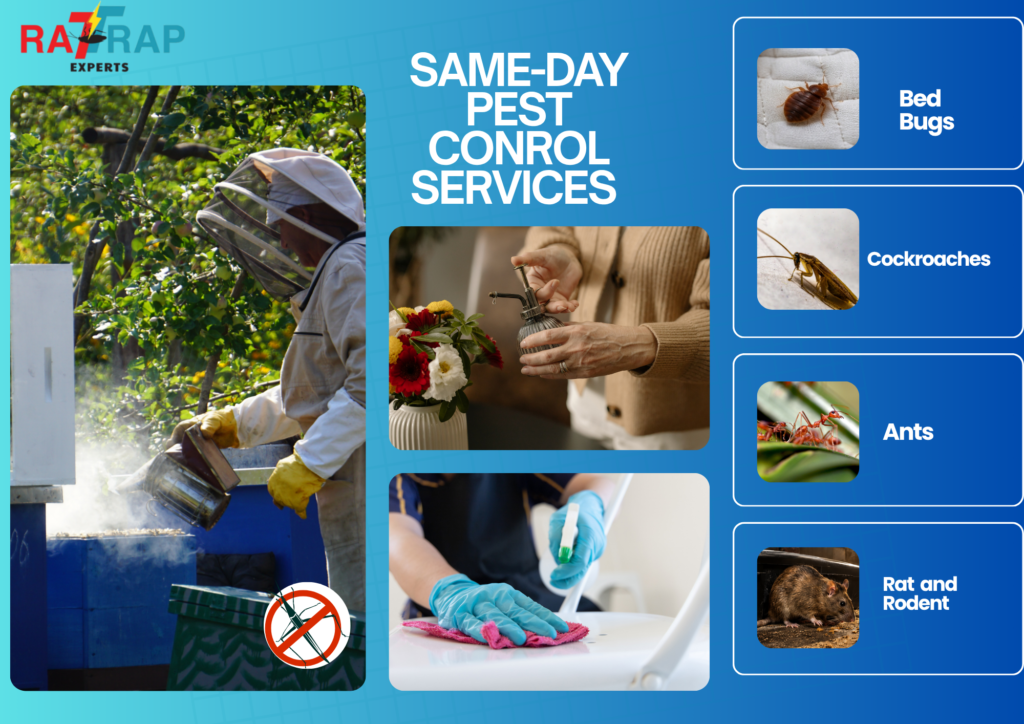 Same-Day Pest Control London by rat trap experts