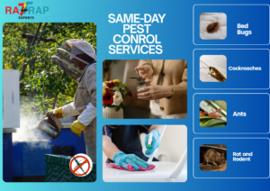 Same-Day Pest Control London by rat trap experts