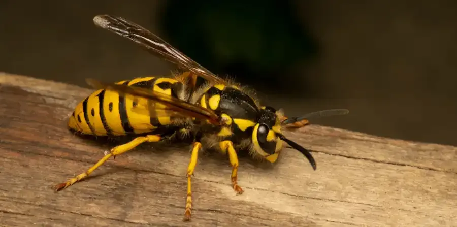 wasps and bees control services in woolwich